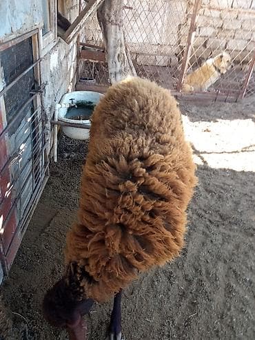 hayvan satış: Satılır — 3