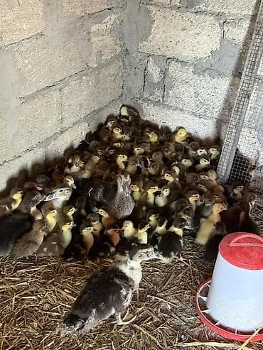 cuce yemi: Muskovi ördək balaları (indo ducklings) - Cins: muskovi (ördəyi) — 1