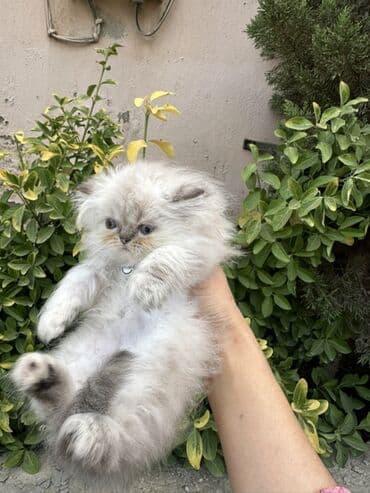 золотая шиншилла котенок: Fars — 16