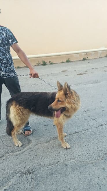 alman çoban köpeği: Alman çoban iti, 1 il, Dişi, Peyvəndli — 2