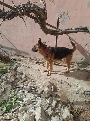 Pişiklər: Alman çoban iti, 3 il, Dişi, Peyvəndli — 7