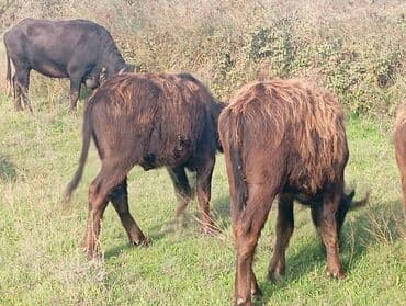 Inəklər, öküzlər: Məhsul: Su camışı sürüsü boğaz çatmışlar 6 dişi .3 balaq Təsvir: - — 5