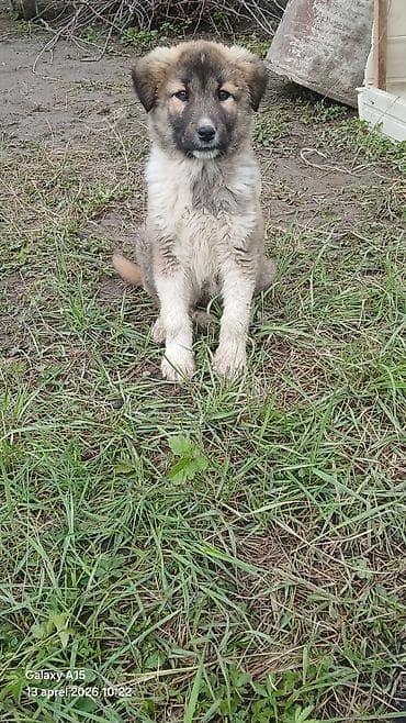 oglan pisik adları: Erkek — 1