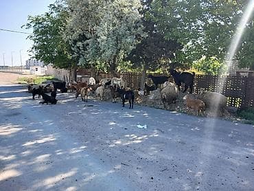 keci: Qoyun-keçi sürüsü satılır • Təsərrüfat qarışıq sürü: ana qoyunlar — 2