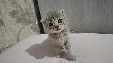 Heyvanlar üçün mallar: Britain Şotland Bala Pişikler Satılır! 5 denedir 1ay 10gunluy — 4