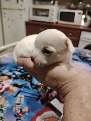 karlik itler: Çixuahua — 5