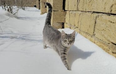 alisanın pişiyinin adı nə idi: Dişi, Yaxşı əllərə — 4