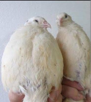 balaca pişikler: Ağ (albino) bildirçinlər - Cins: Evdə saxlanılan ağ bildirçin - Rəng — 1