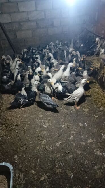 ağ ördək: Erkək, Damazlıq — 2