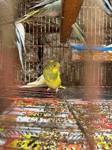 geref qusu rus dilinde: Papuqaylarr — 2