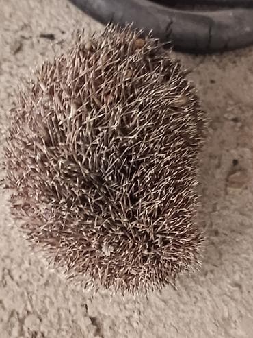 yardimli sekilleri: Kirpi – təbii zərərverici ovçusu Məhsul təsviri: - Gecə aktiv olan — 3