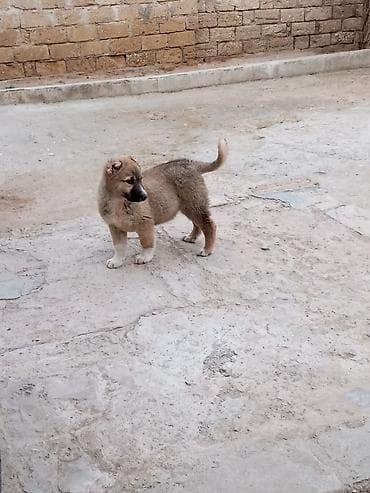 it üçün kemer: Qurdbasar, 3 ay, Erkek, Peyvəndli, Ünvandan götürmə — 4