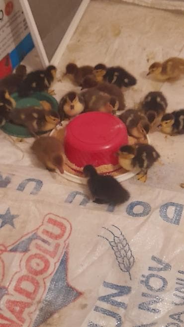 Krasnadar zümrüdü 22dene bala 5 m