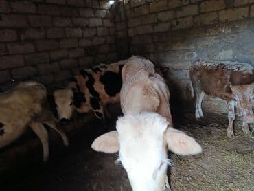 yonca presi qiymeti 2025: Satılır: Buzaqlar (bir neçə baş) — 2