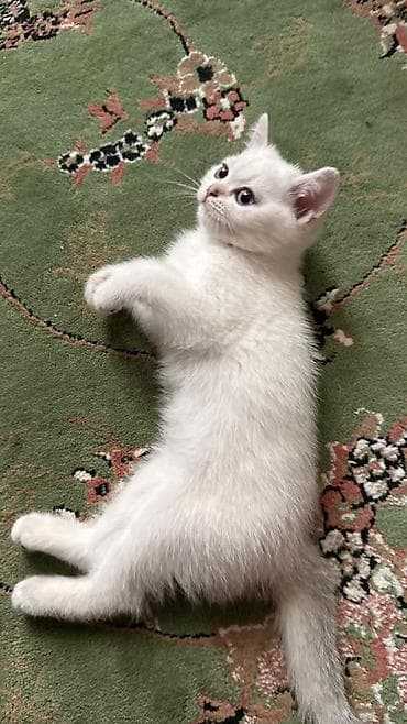 balaca it cinsleri: Ağ tüklü, göy-boz gözlü balaca pişik balaları. - Yumşaq, sıx və parlaq — 5