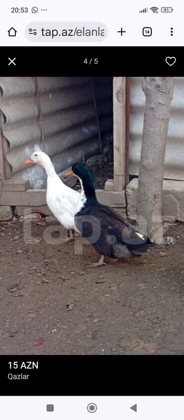 hinduska balasi satilir: 8ayliq ordeklerdi fere həzirda yumurtayir,cutu 30azn,qiymet — 2