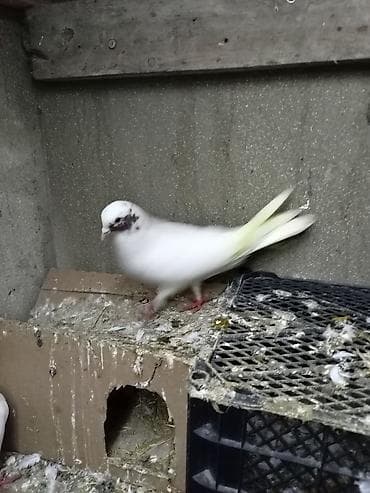 goyercin bazari: Qırmızı gözü xallı erkey - Növ: ev göyərçini - Rəng: əsasən ağ, baş — 2