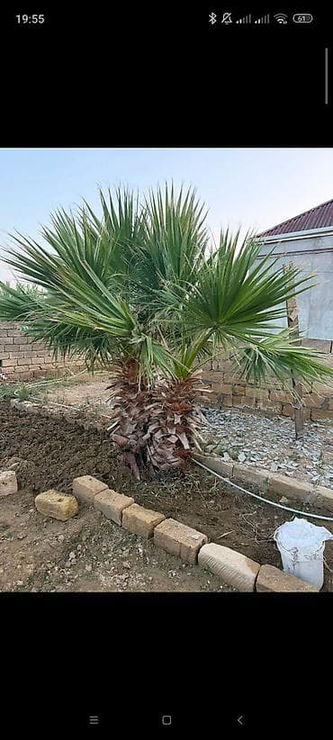 lan: Ikili dekorativ palma ağacı – Washingtonia (fan tipli yarpaq) - Növ — 2