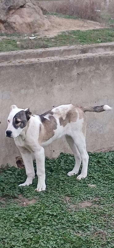 çoban iti: Qurdbasar, 4 ay, Dişi — 2