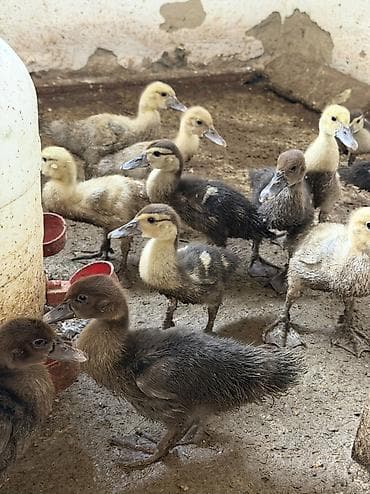 ordək balaları: Dişi, | Lal ördək, Damazlıq, Ödənişli çatdırılma — 1