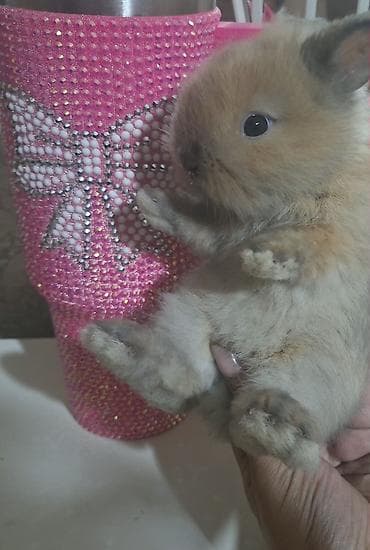 Yumşaq tüklü dekorativ dovşan balası (holland lop ) - Cins: dekorativ lalafo.az -da Yumşaq tüklü dekorativ dovşan balası (holland lop ) - Cins: dekorativ