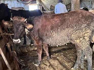 xaski gəncə: Dana, buzov, Erkək, ay: 1, 150 kq, Ətlik, Ödənişli çatdırılma — 4