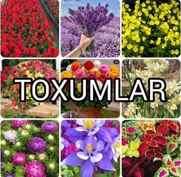 Gül Toxumların Satışı 🌸 Catırılma mövcüdür 🚚 Bölgələrə catırılır 📦 20