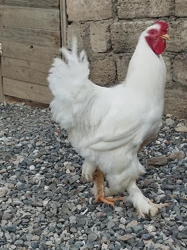 Toyuq, Brama, Damazlıq