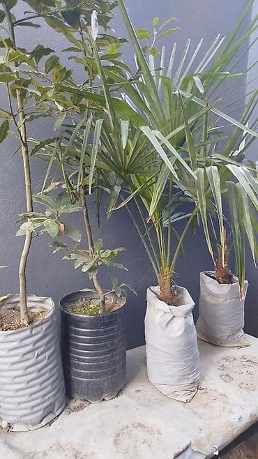 продажа комнатных растений: Satılır: Açıq hava üçün dekorativ bitkilər (qablarda və torpaqdan — 5