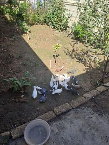 hazır yuva: Məhsul: Ev şəraitində saxlanan göyərçinlər və hazır quşxana Təsvir: - — 3