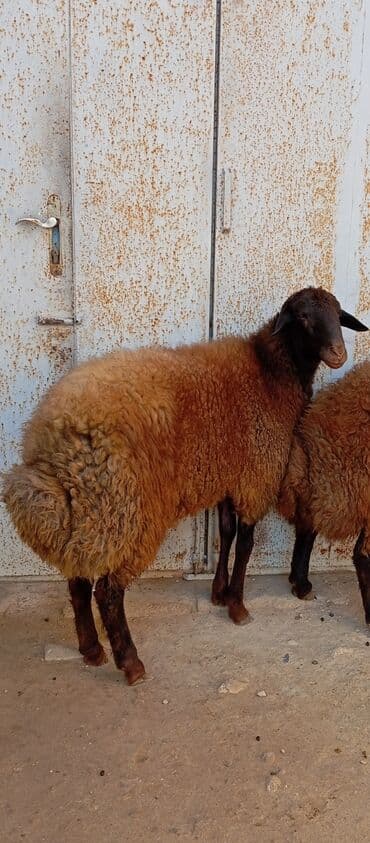 simental inekler azerbaycanda: Salam ünvan bakınin maştağa Kendi obşi 3 baş qoçlar qala sortu reyal — 2