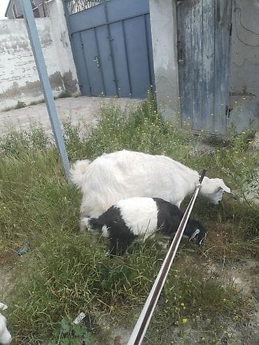 sudlu inek: ANA. BALALİ SENA KECİSİ SUD VERİR ANA BALALARA Təsvir: - Şəkillərdə — 2