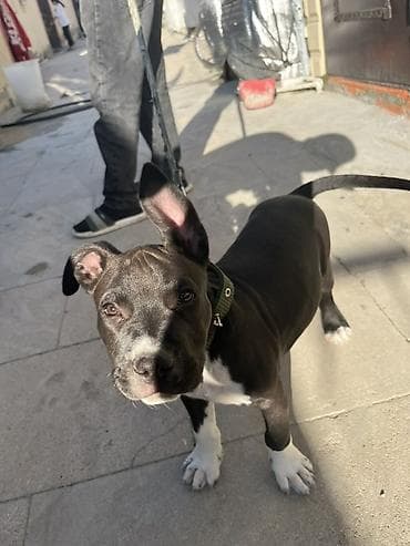 itler haski: Pitbul, 2 ay, Erkek, Peyvəndli — 2