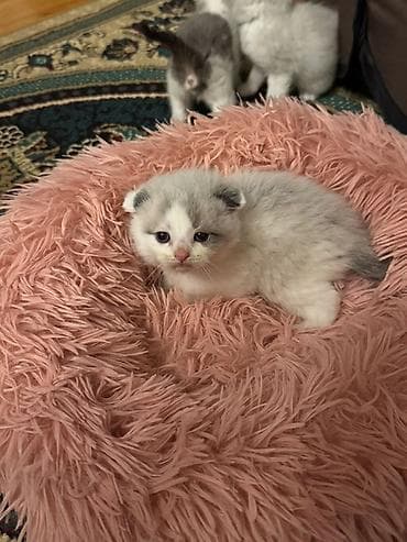 pisik latoku: Şotland yastı qulaq, Erkək, Dişi, Yaxşı əllərə, Ödənişli çatdırılma — 6