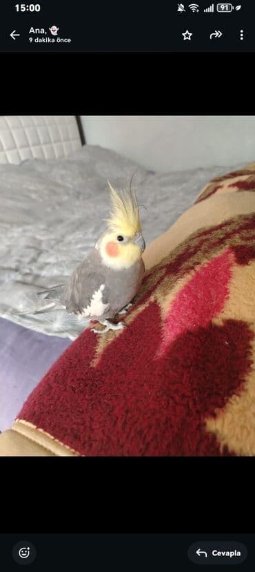 мейн кун купить в баку: 9 aylıq sağlam korella təcili satılır 9 ayliqdir erkekdir yem qabı si — 3