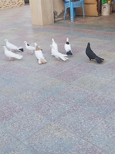 poodle satışı: Hamısı biryerdə satılır.Tərgitmə quşlardır — 2