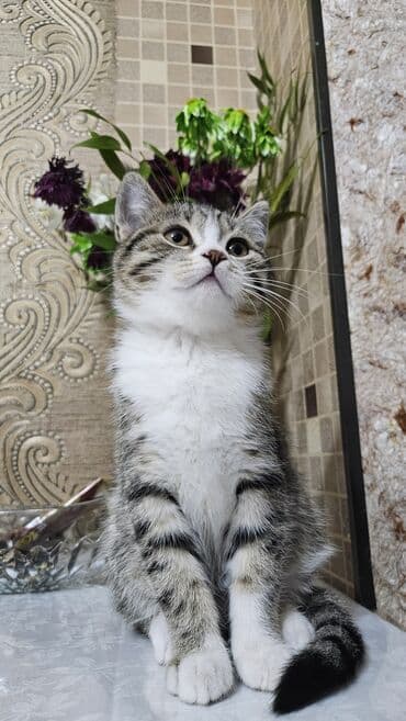 pisik ag: Şotland, Erkək, Yaxşı əllərə, Ünvandan götürmə — 4