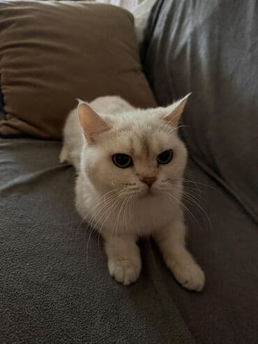 передержка кошек баку: Самка, В добрые руки, Самовывоз — 4