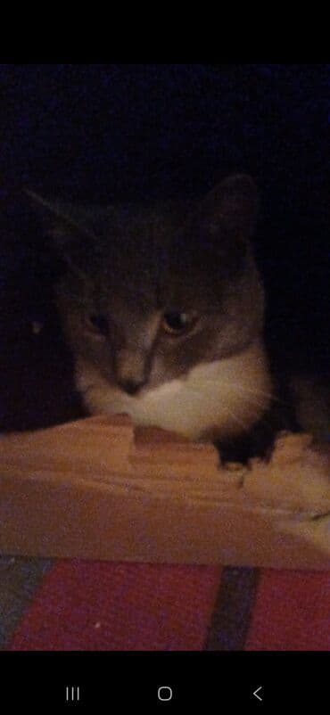 pisik yuvalari: Ünvandan götürmə — 9