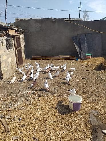 quş yemi: Ev göyərçinləri – damazlıq sürü - Növ: ev göyərçinləri (ağ, ağ-qara — 4