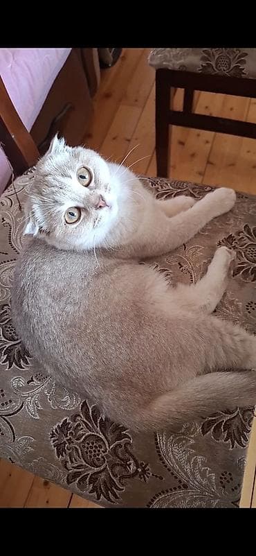 pisik almaq: Şotland, Dişi — 1