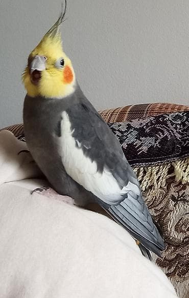 Təmiz əl quşudu erkekdi əldən yeyir çiyinə gəzir — 3