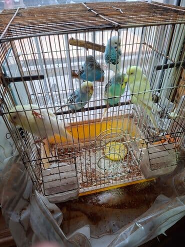 tuk tuk mmc: Salam umumi 10 qusdur 2 çütdür 6 si ise tek tek sekillerdede var cut — 3