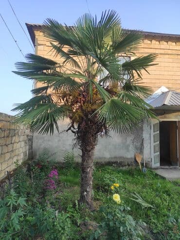 drel satiram: 2 ədəd palma ağacı satılır.Ünvan Zaqatala.Ağacların biri böyük biri — 1