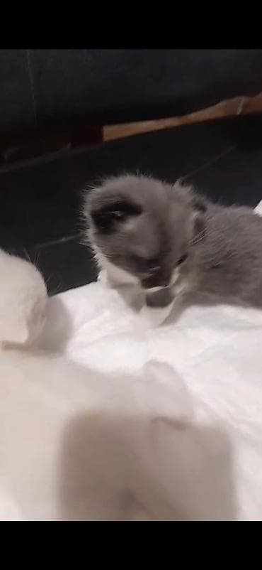 Şirin balaca pişik balaları - Rənglər: qar bəyaz və boz-ağ qarışıq