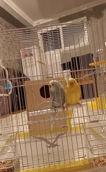 jako tutuquşusunun digər adı: Tutuquşu biri dişi biri erkəkdir. 6 aylıqıdır Yaxınlarda — 3