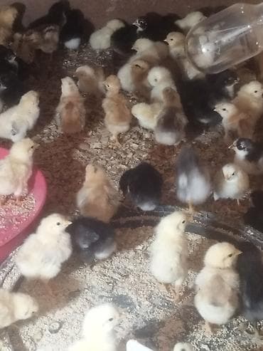 diri toyuq: Toyuq cücələri, Ətlik — 1