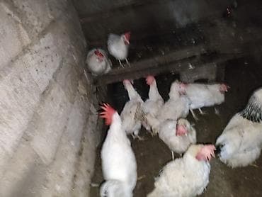 quş yuvası: Toyuq, Yumurtalıq — 4