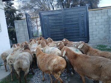 qoyun yanıbala: Qoyunlar, qoçlar — 2