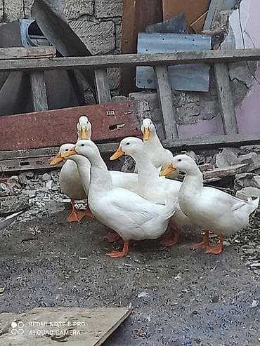 Ağ rəngli ördəklər – yerli təsərrüfat üçün. - Cins: Pekin tipli ağ
